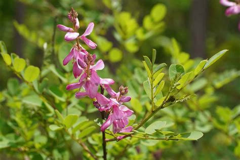  ¡Indigofera Tinctoria: Explorando el Cultivo y la Versatilidad de esta Planta Tinte!