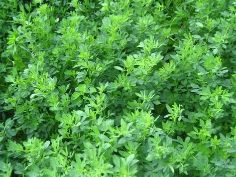  Alfalfa: El Rey Verde de la Ganadería y la Nutrición Humana!